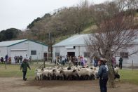 スプリングキャンプ 2016 写真