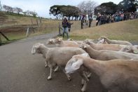 スプリングキャンプ 2016 写真