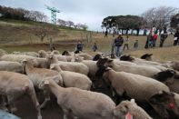 スプリングキャンプ 2016 写真