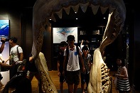 Summer Camp in Okinawa 2014 Photos