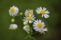 サマーキャンプ in 北海道 2016 写真