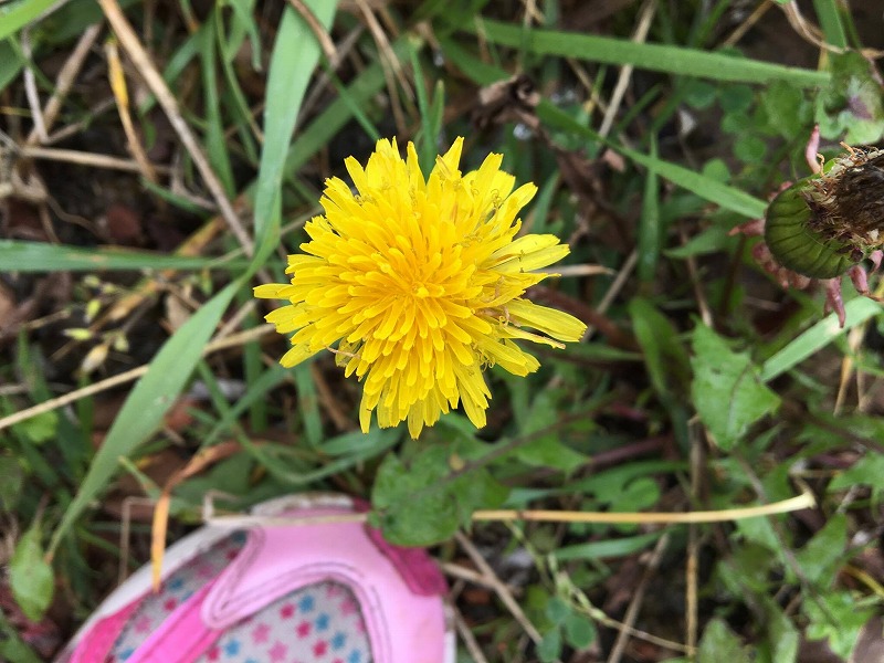 サマーキャンプ2017北海道の写真