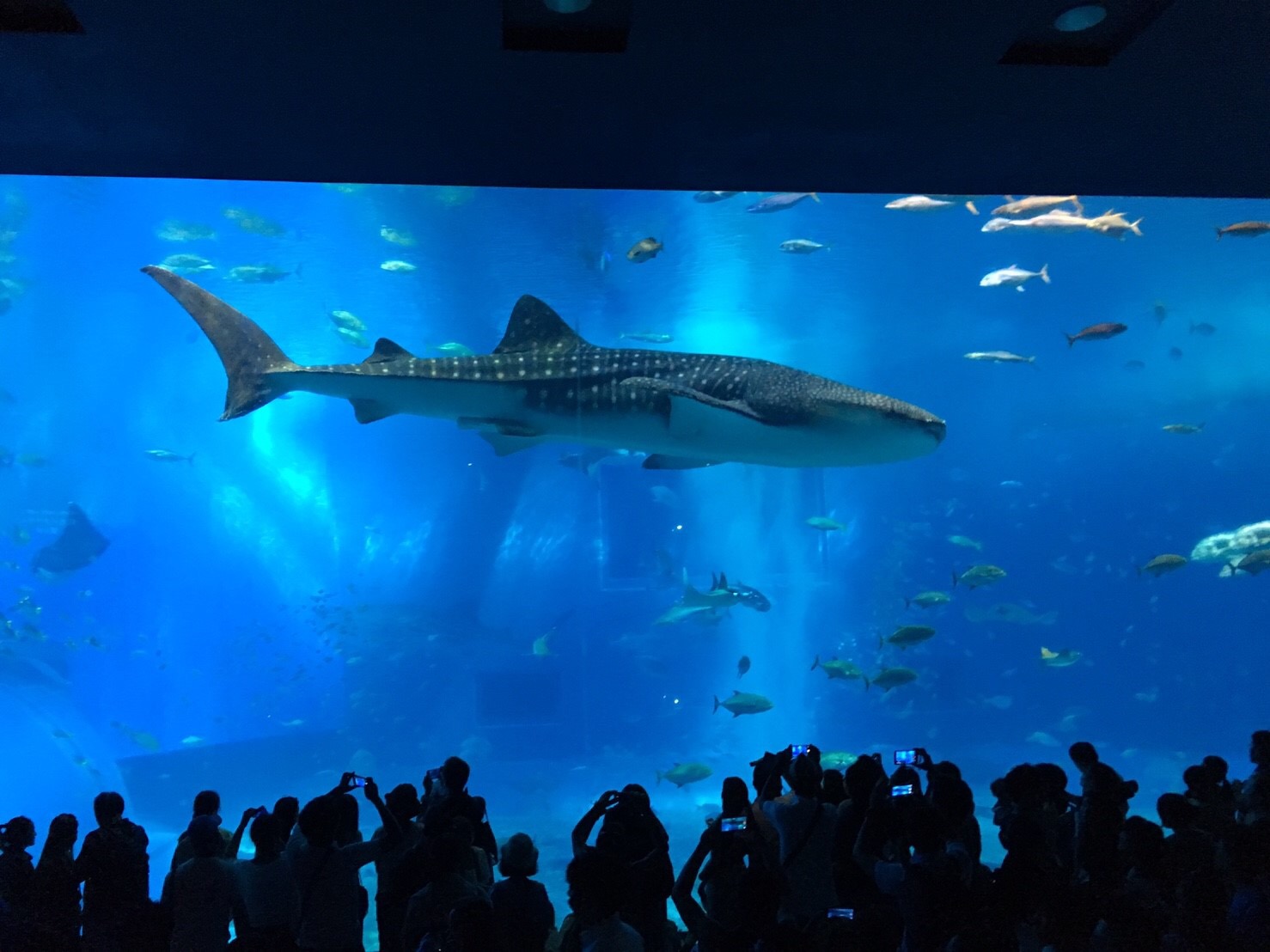 サマーキャンプ in 沖縄 2017 写真