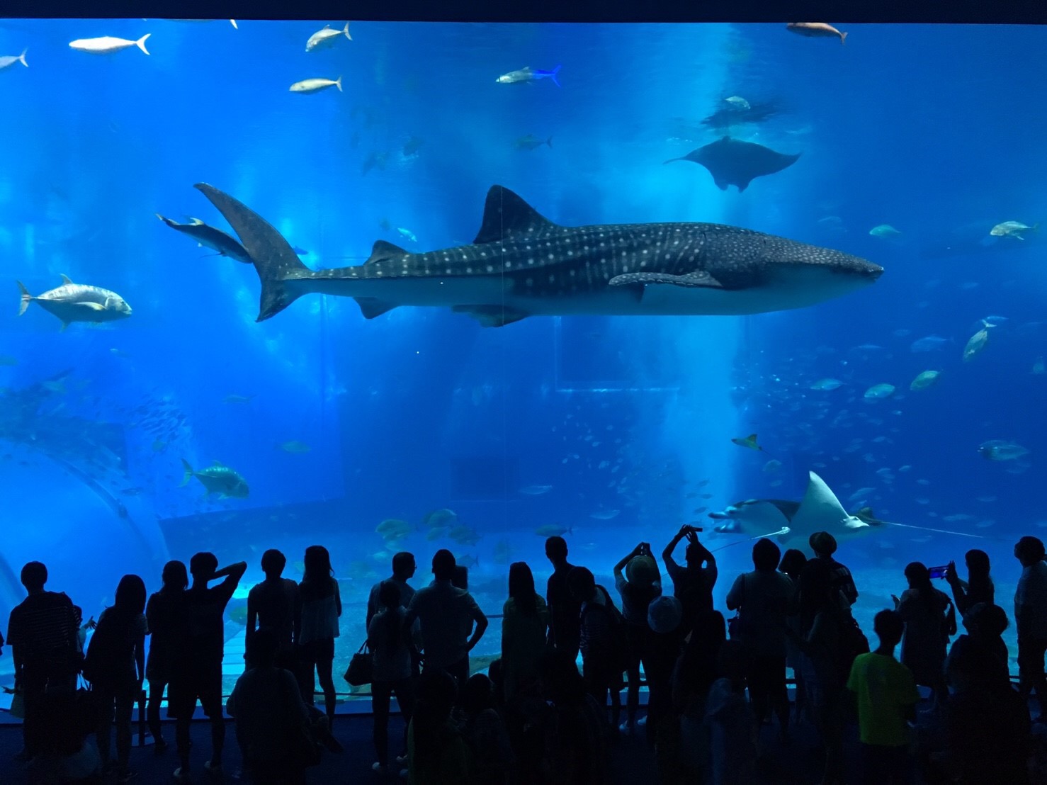 サマーキャンプ in 沖縄 2017 写真